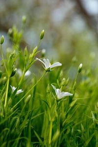 Preview wallpaper flowers, petals, grass, spring