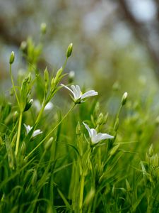 Preview wallpaper flowers, petals, grass, spring