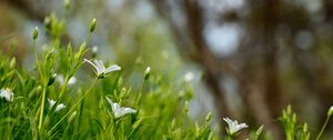 Preview wallpaper flowers, petals, grass, spring