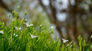 Preview wallpaper flowers, petals, grass, spring