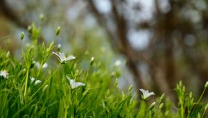 Preview wallpaper flowers, petals, grass, spring