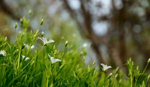 Preview wallpaper flowers, petals, grass, spring