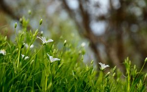 Preview wallpaper flowers, petals, grass, spring