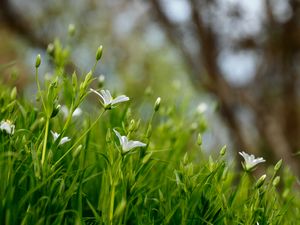 Preview wallpaper flowers, petals, grass, spring