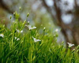 Preview wallpaper flowers, petals, grass, spring