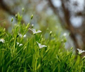 Preview wallpaper flowers, petals, grass, spring