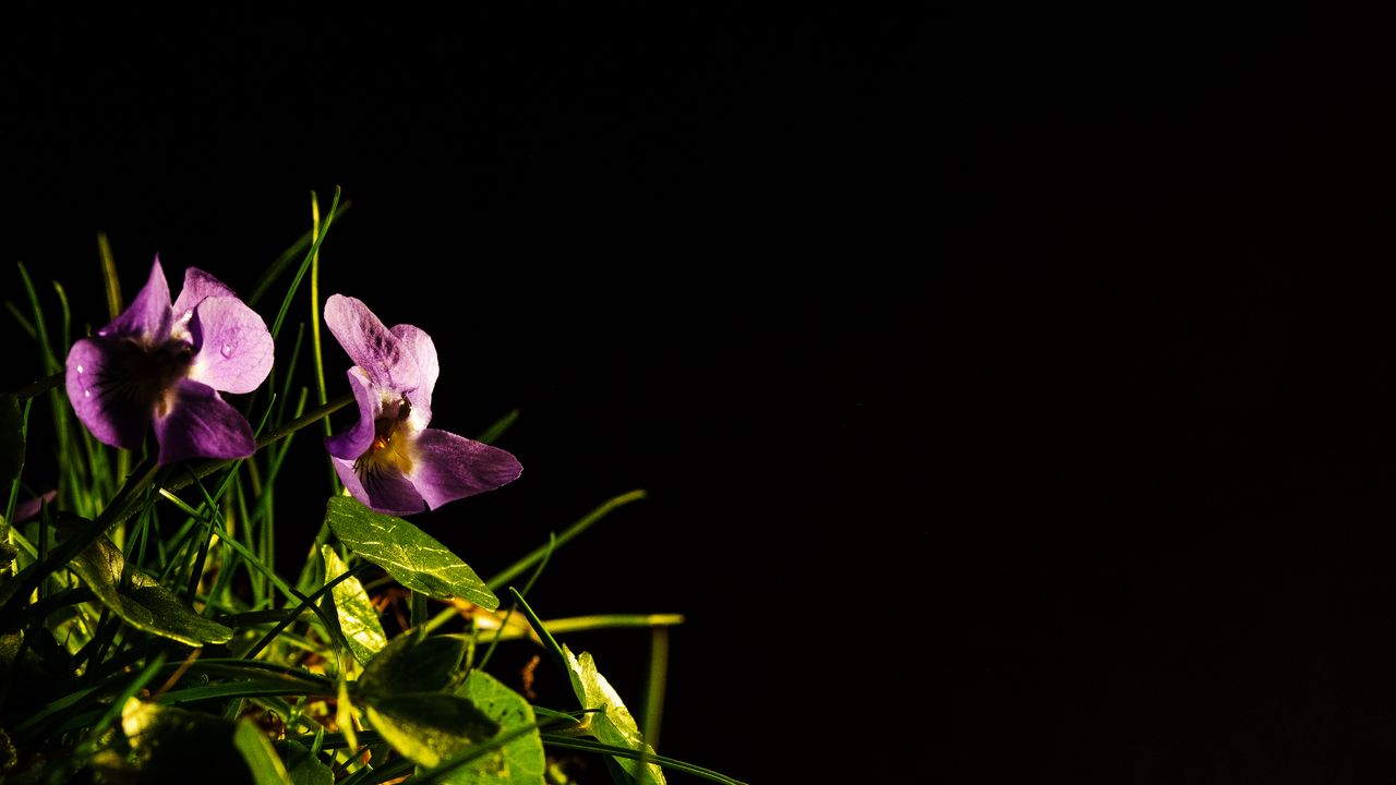 Wallpaper flowers, petals, leaves, grass