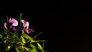 Preview wallpaper flowers, petals, leaves, grass