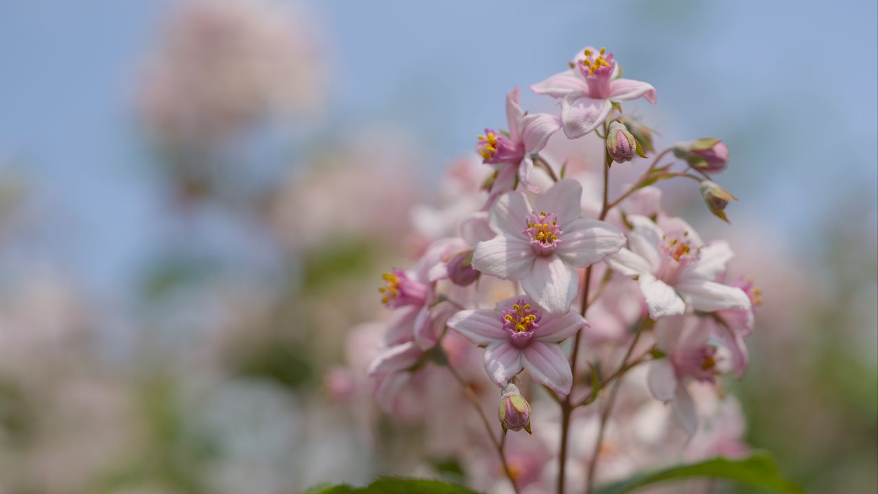 Wallpaper flowers, petals, leaves, pink, blur, macro