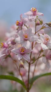 Preview wallpaper flowers, petals, leaves, pink, blur, macro