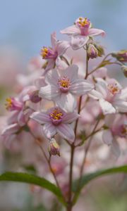 Preview wallpaper flowers, petals, leaves, pink, blur, macro