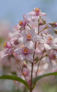 Preview wallpaper flowers, petals, leaves, pink, blur, macro