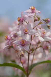 Preview wallpaper flowers, petals, leaves, pink, blur, macro