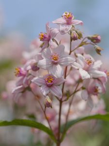 Preview wallpaper flowers, petals, leaves, pink, blur, macro