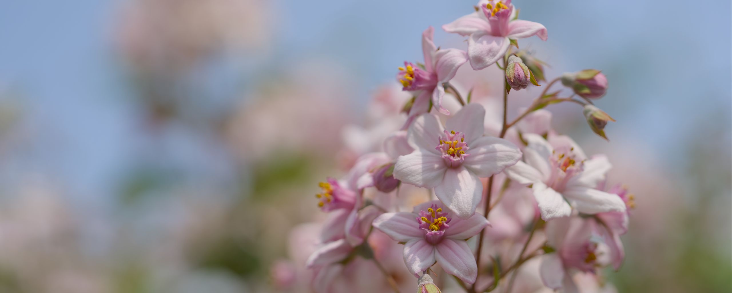 2560x1024 Wallpaper flowers, petals, leaves, pink, blur, macro