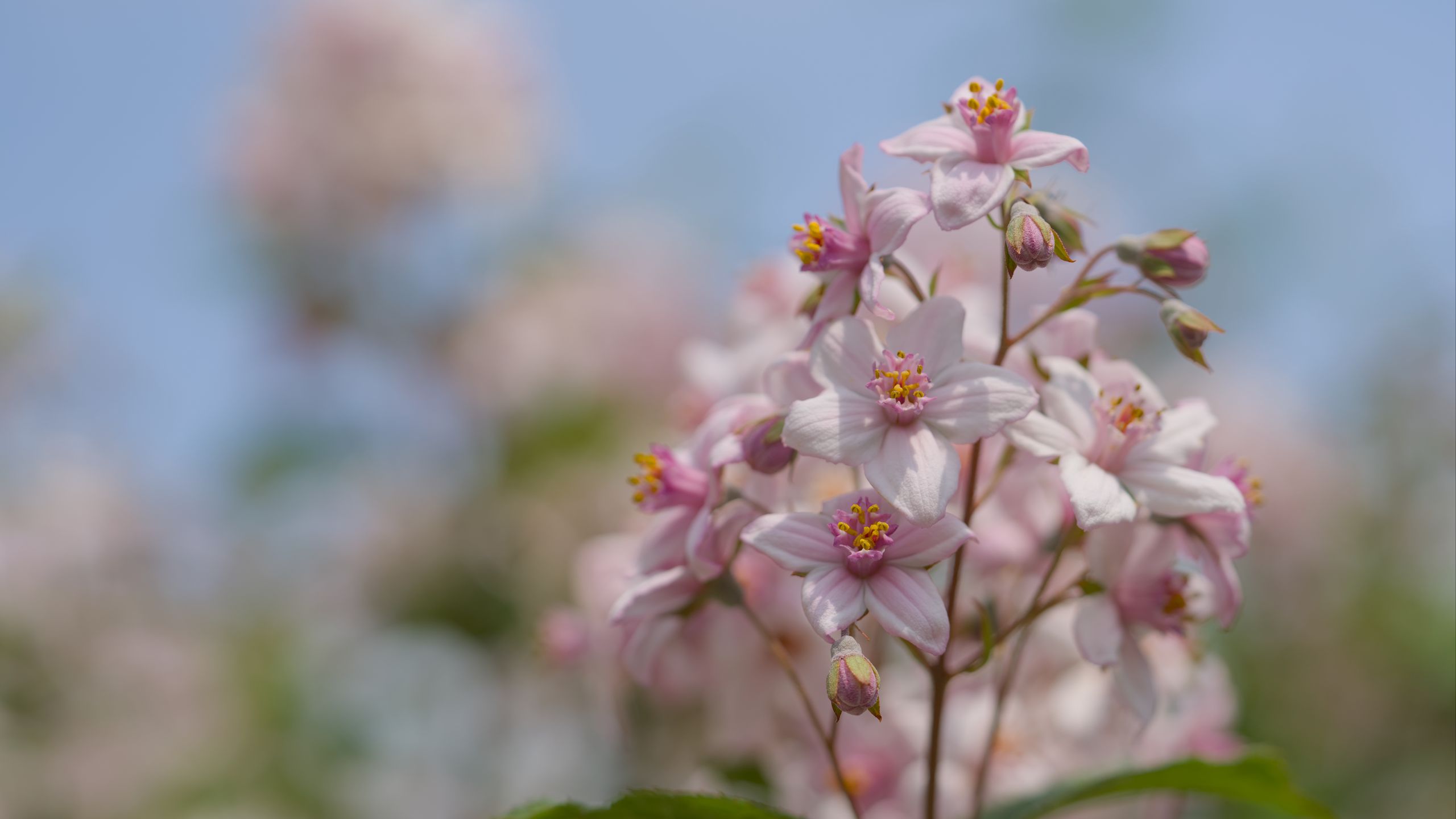 2560x1440 Wallpaper flowers, petals, leaves, pink, blur, macro