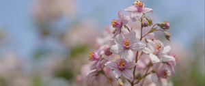 Preview wallpaper flowers, petals, leaves, pink, blur, macro