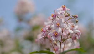 Preview wallpaper flowers, petals, leaves, pink, blur, macro