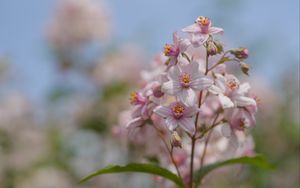 Preview wallpaper flowers, petals, leaves, pink, blur, macro