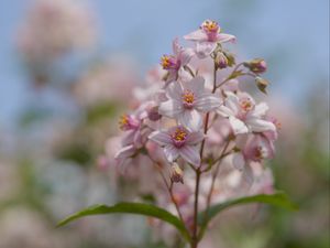 Preview wallpaper flowers, petals, leaves, pink, blur, macro