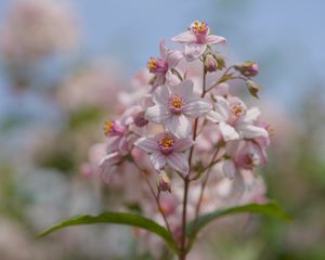Preview wallpaper flowers, petals, leaves, pink, blur, macro