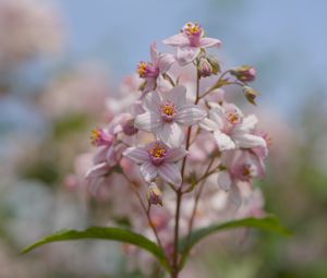 Preview wallpaper flowers, petals, leaves, pink, blur, macro