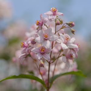 Preview wallpaper flowers, petals, leaves, pink, blur, macro
