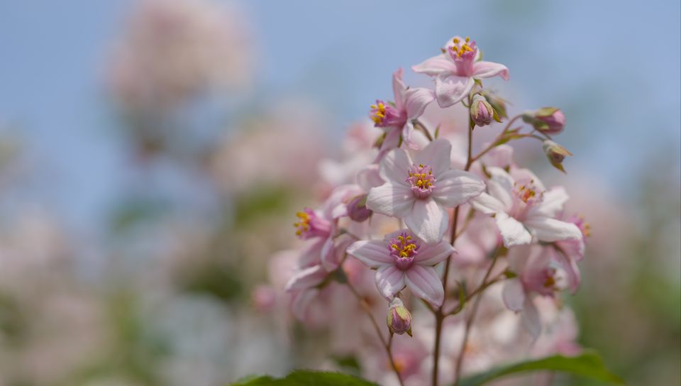 960x544 Wallpaper flowers, petals, leaves, pink, blur, macro