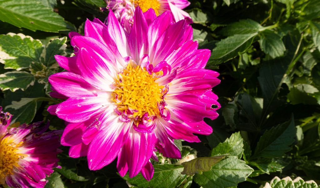 1024x600 Wallpaper flowers, petals, leaves, plant, pink