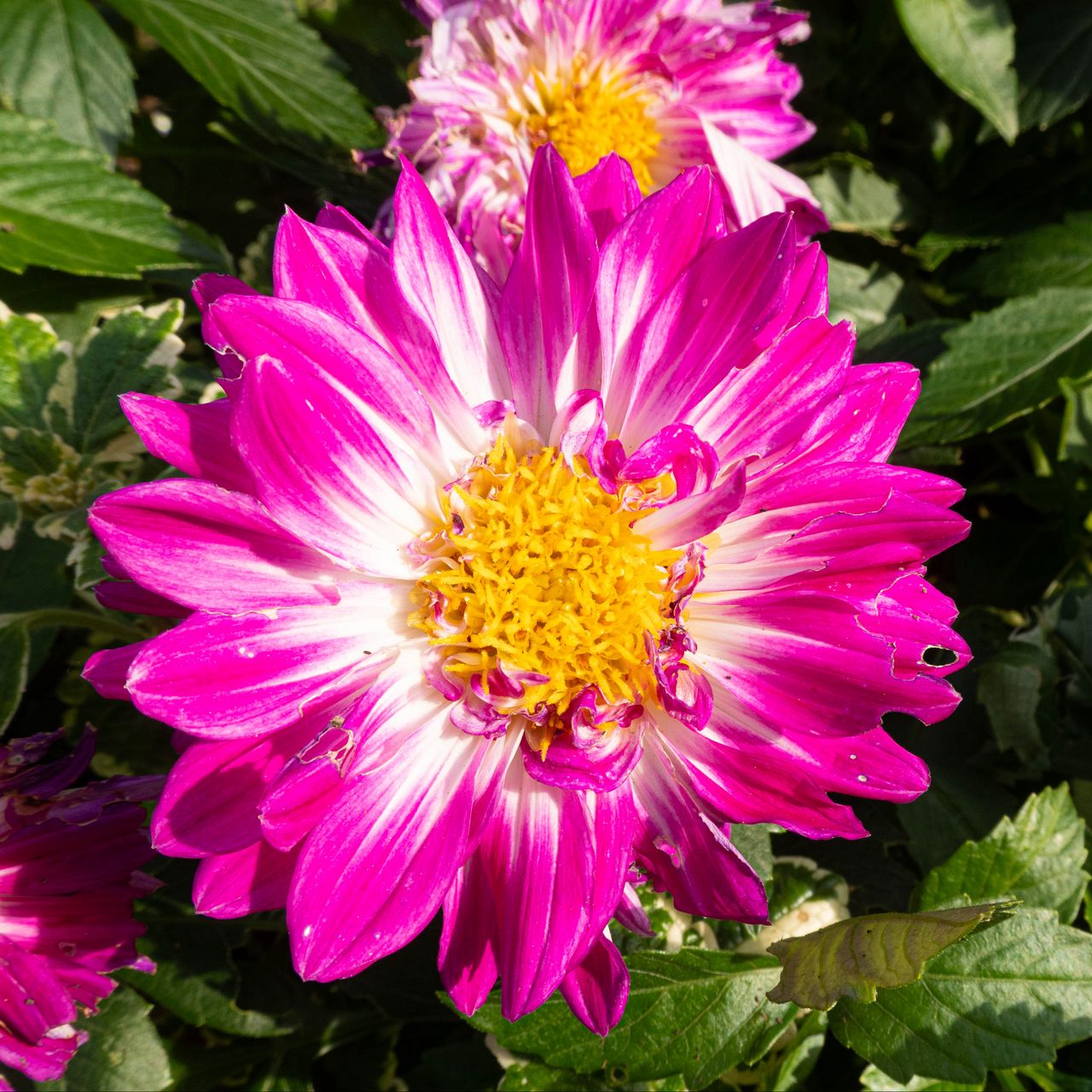 1280x1280 Wallpaper flowers, petals, leaves, plant, pink