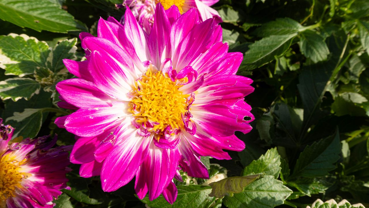 Wallpaper flowers, petals, leaves, plant, pink