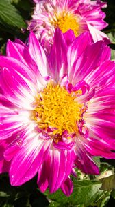 Preview wallpaper flowers, petals, leaves, plant, pink