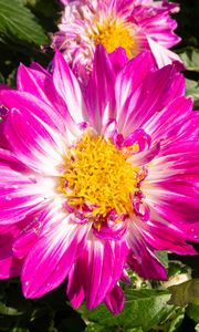Preview wallpaper flowers, petals, leaves, plant, pink
