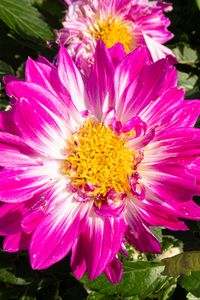 Preview wallpaper flowers, petals, leaves, plant, pink