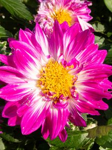 Preview wallpaper flowers, petals, leaves, plant, pink