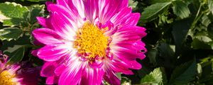 Preview wallpaper flowers, petals, leaves, plant, pink