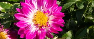 Preview wallpaper flowers, petals, leaves, plant, pink