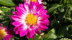 Preview wallpaper flowers, petals, leaves, plant, pink