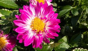 Preview wallpaper flowers, petals, leaves, plant, pink