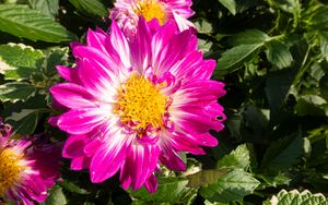 Preview wallpaper flowers, petals, leaves, plant, pink
