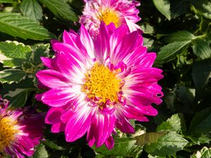 Preview wallpaper flowers, petals, leaves, plant, pink