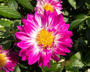 Preview wallpaper flowers, petals, leaves, plant, pink