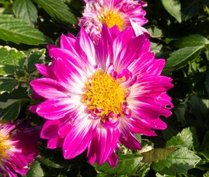 Preview wallpaper flowers, petals, leaves, plant, pink