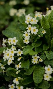 Preview wallpaper flowers, petals, leaves, flowering