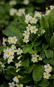 Preview wallpaper flowers, petals, leaves, flowering