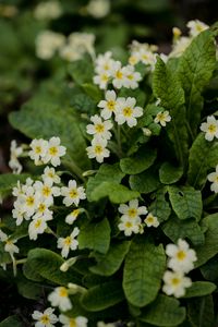 Preview wallpaper flowers, petals, leaves, flowering