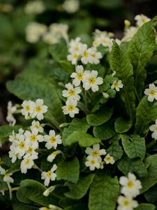 Preview wallpaper flowers, petals, leaves, flowering