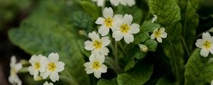 Preview wallpaper flowers, petals, leaves, flowering