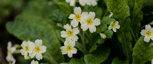 Preview wallpaper flowers, petals, leaves, flowering