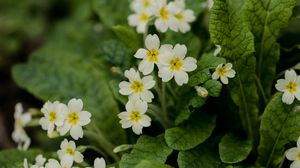 Preview wallpaper flowers, petals, leaves, flowering